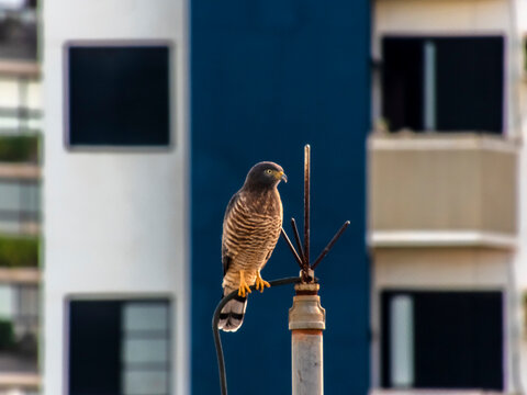 A Roadside Hawk Rupornis magnirostris, is perched on an antenna, set against a blurred urban backdrop. This image captures a moment of wildlife adapting to city life, a phenomenon known as synanthrop