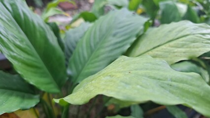 Obraz premium Broad Green Leaves of a Houseplant