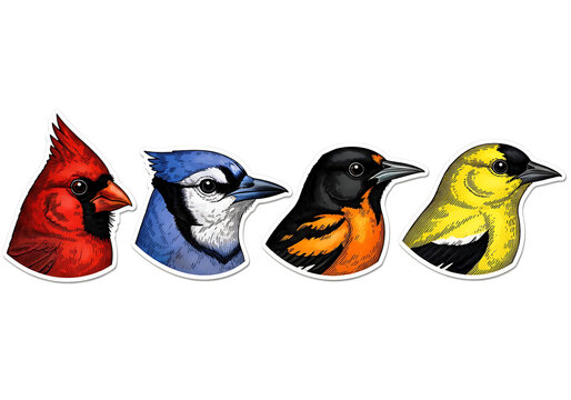 A Vivid Collection of Four North American Songbird Head Illustrations