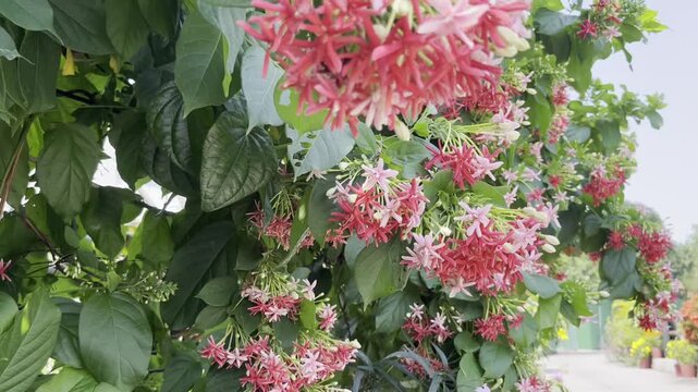 Rangoon creeper fence