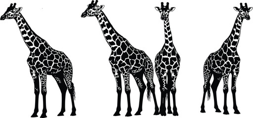 Vintage Hand Drawn Woodcut Illustration of African Giraffes in Various Poses, Detailed Spotted Wildlife Animal Sketches Isolated on White Background © Mdjoshel 