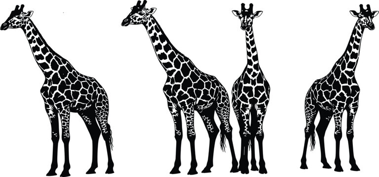 Vintage Hand Drawn Woodcut Illustration of African Giraffes in Various Poses, Detailed Spotted Wildlife Animal Sketches Isolated on White Background