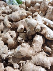 Fototapeta premium Another angle of fresh ginger roots at market, natural organic spice ingredient