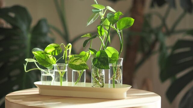 Pothos cuttings in water glasses grow roots on a table bathed in sunlight