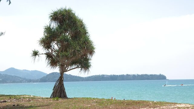 Tropical Pandanus Tree on a Scenic Phuket Coastline in Thailand