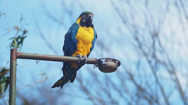Colorful parrot perched on a post under clear blue sky