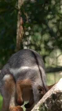 Swamp Wallaby Standing and Bending Down in a Sunny Forest