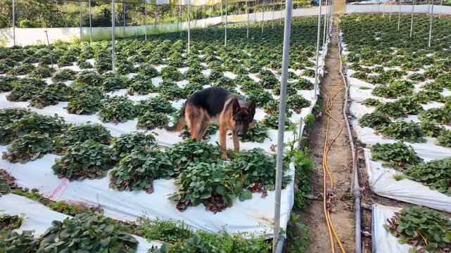 Rustic and spontaneous behavior of a loyal German Shepherd as it navigates the rows of a sunlit strawberry plantation morning.
