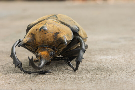 Macro shot of a large Elephant Beetle Megasoma elephas crawling on a concrete surface