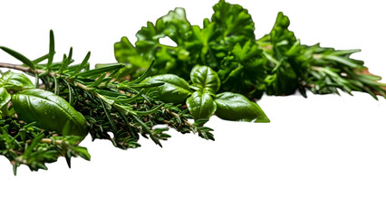 Obraz premium Vibrant Fresh Herbs Selection on Black for Culinary and Botanical Applications
