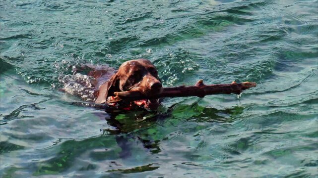 Brown dog swims through rippling lake water while holding long wooden stick firmly in mouth tightly