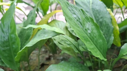 Fototapeta premium Close Up of Lush Green Plant Leaves