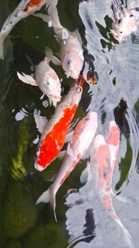 Vibrant Red and White Koi Carp in a Garden Pond