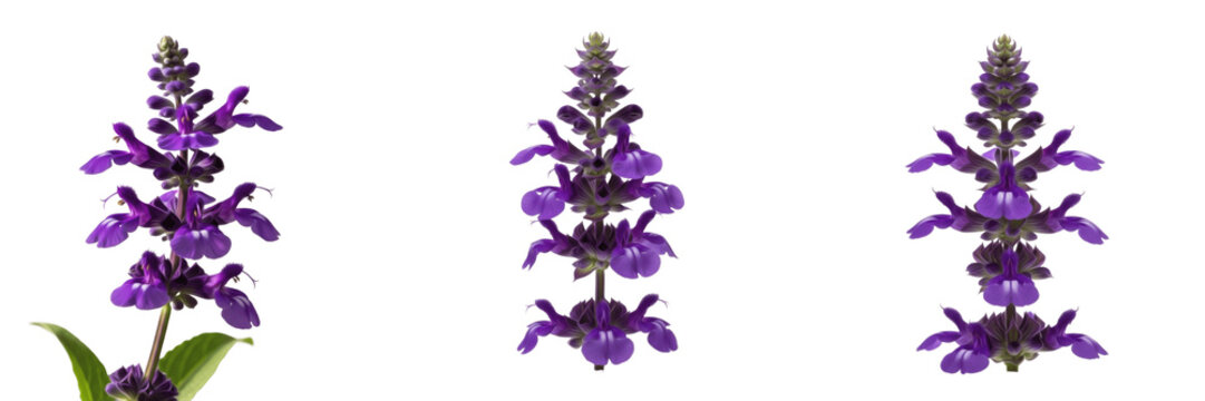 Fresh purple salvia flowers or sage blossoms isolated on white background, botanical garden plant elements for herbal medicine and floral design
