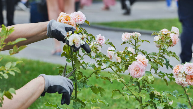 Hand in gloves pruning pink roses, maintaining garden flowers for blooming