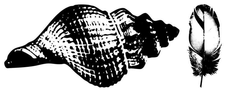 Black and white vector illustration of a conch and feather, halftone, artistic graphic, isolated design elements, nature motifs.