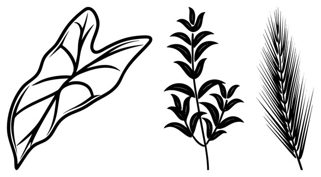 Vector illustrations of a maple leaf, laurel branch, and wheat stalk, minimalist botanical design, nature, plant motifs.