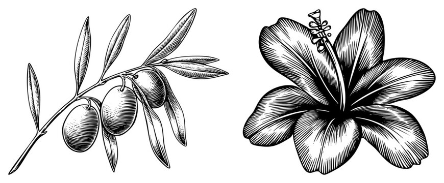 Botanical illustration of olive branch with olives and hibiscus flower, vintage engraved art, botanical sketch, nature drawing, design.