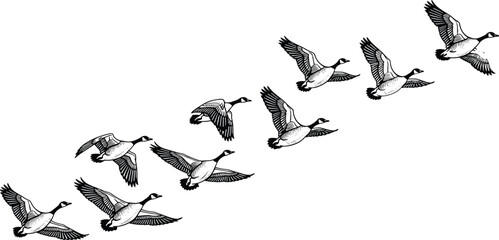 A striking black and white vector illustration of a flock of Canada geese migrating, showing various wing positions and flight patterns,  © RABBI