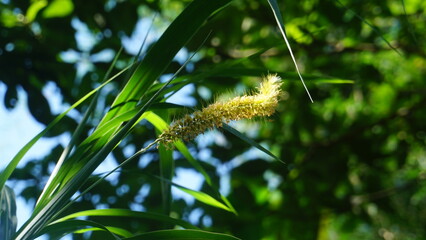 Fototapeta premium Golden Grass Seed Head Glowing in Sunlit Greenery
