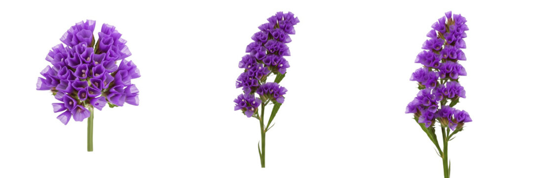 Fresh purple statice flowers or sea lavender blossoms isolated on white background, botanical elements for floral design and dried flower arrangements