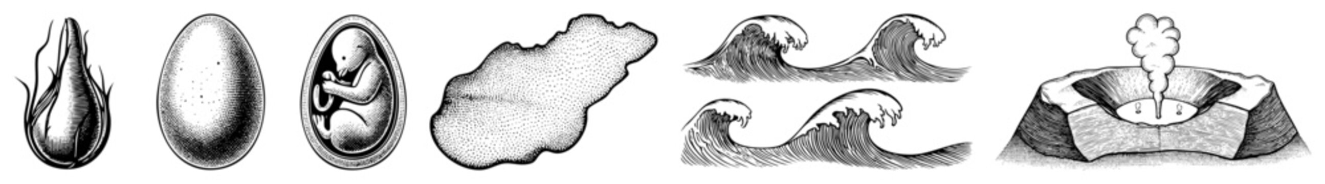 Fertilized egg evolving into fetus, prenatal growth phases, gestational milestones, biological development, embryology visual.