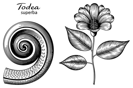 Hand drawn botanical illustration of Todea superba flower with leaves and spiral ornament, engraved style, vintage botanical art, black and white vector design.