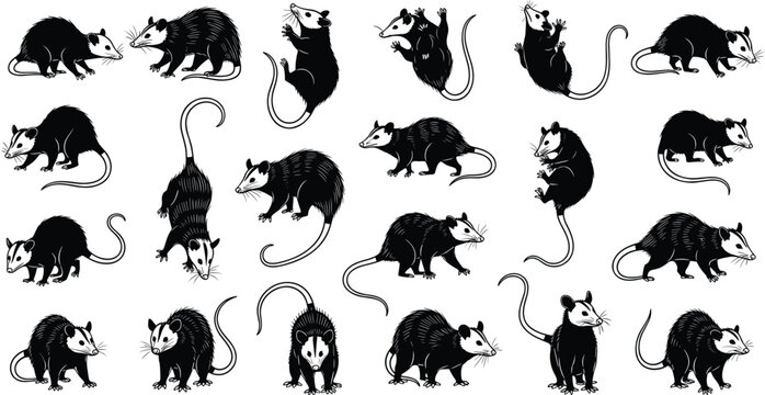 Opossum Silhouette Icon Set with North American Marsupial Wildlife Animal Pose Collection for Nature Education Ecology Logos Mascots and Graphic Design Projects