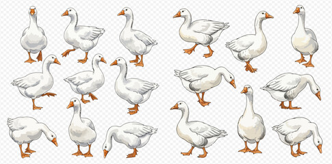 Set of various white geese in different poses and actions, isolated on a transparent background. © Akun