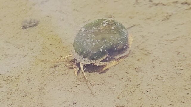 A macro shot features a golden apple snail gliding across the shallow, sandy bottom of a clear pond, its long tentacles extending as it navigates through the calm, sunlit tropical water in Indonesia.