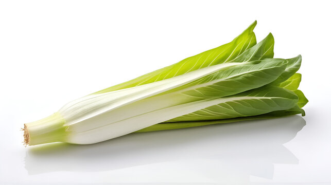 single fresh Belgian endive (chicory) isolated