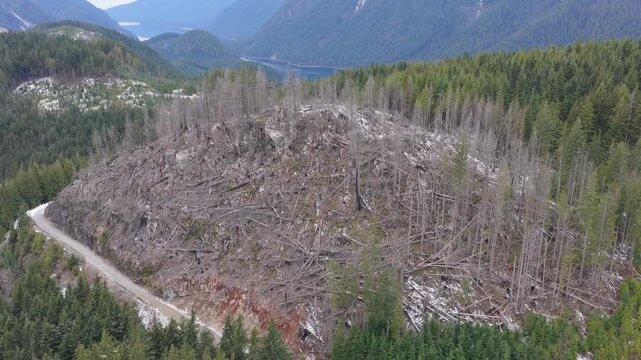 Aerial View of Extensive Deforestation in British Columbia's Mountainous Forest Landscape, Canada