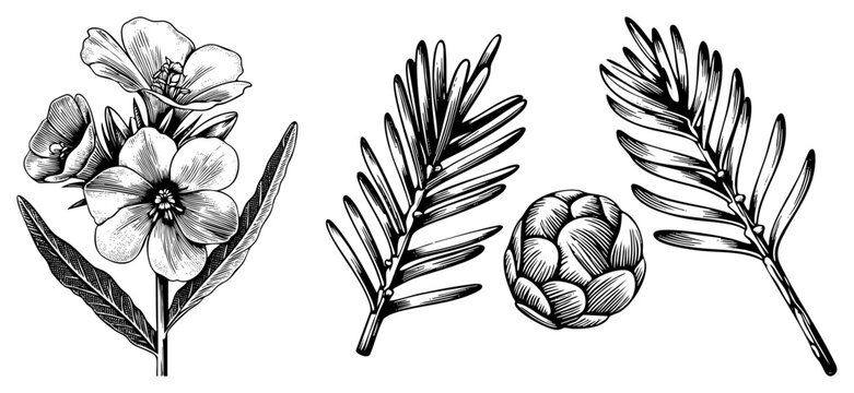 Detailed black and white botanical drawings of flowers, pine like foliage, and an artichoke, rendered with hatching and stippling for texture.