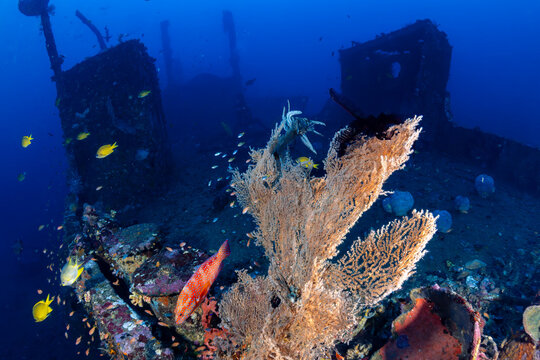 Coral Grouper, Cephalopholis miniata, swimming by a sea fan on a shipwreck