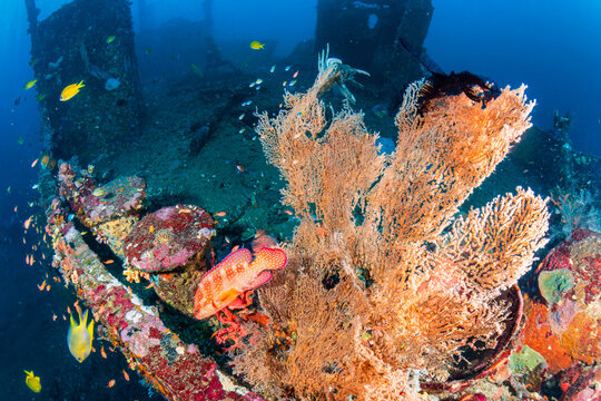 Coral Grouper, Cephalopholis miniata, by a sea fan on Boga Wreck, Bali
