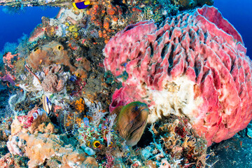 Giant Moray Eel, Gymnothorax javanicus, emerging from reef near a pink barrel sponge © whitcomberd