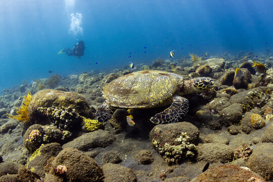 Sea turtle swimming over volcanic rock reef with tropical fish and scuba diver