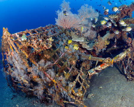 Coral restoration structure in Tulamben, Bali, supporting diverse marine life
