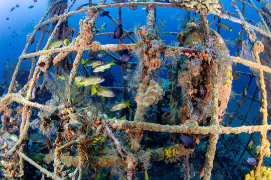 Vibrant coral growth on an artificial reef frame in Tulamben, Bali, Indonesia