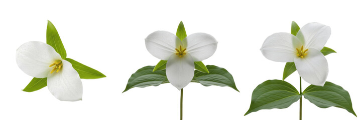 Fototapeta premium Fresh white trillium flowers with green leaves isolated on white background, rare woodland botanical forest lilies for nature design