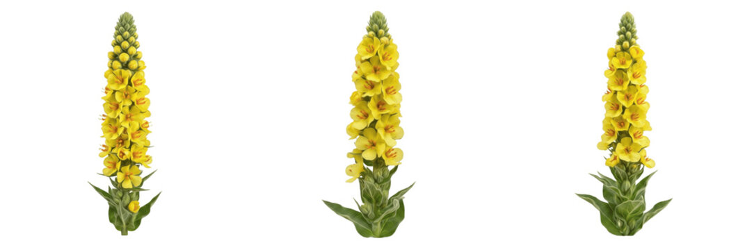 Fresh yellow mullein flowers or Verbascum thapsus spikes isolated on white background, botanical elements for herbal medicine and garden design