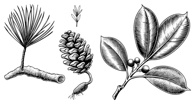 Hand drawn botanical study of pine, pinecone, and holly leaves with berries, rendered in classic engraving style, ideal for nature journals or herbal references.