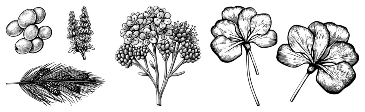 Hand drawn botanical elements including flowers, berries, pine cones, and foliage rendered in precise black and white, ideal for design, print, or educational use.
