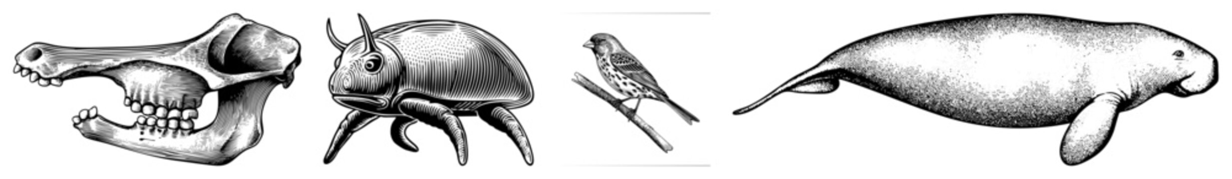 Detailed drawings of mammal skulls, insect, bird, and manatee, classic scientific illustrations, natural history graphics, black and white vector art.