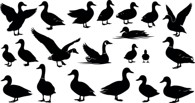 Minimalist vector illustration of duck and goose silhouettes in varied poses, modern waterfowl icon symbolizing nature, diversity, movement