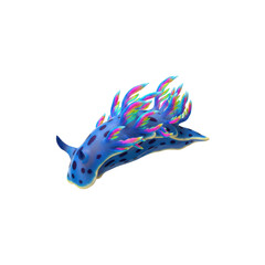 Naklejka premium Vibrant Blue Sea Slug with Rainbow Cerata