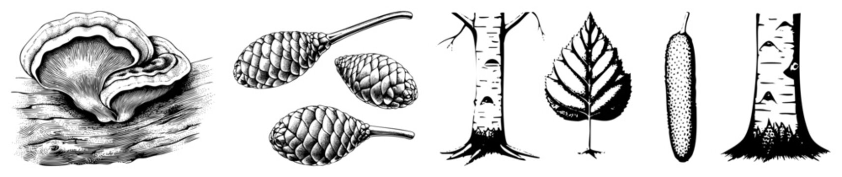 Wood textured mushroom, pinecones, birch and beech tree trunks, leaf, and cucumber rendered as engraved style botanicals. Mycological and arboreal elements in high contrast vector art.