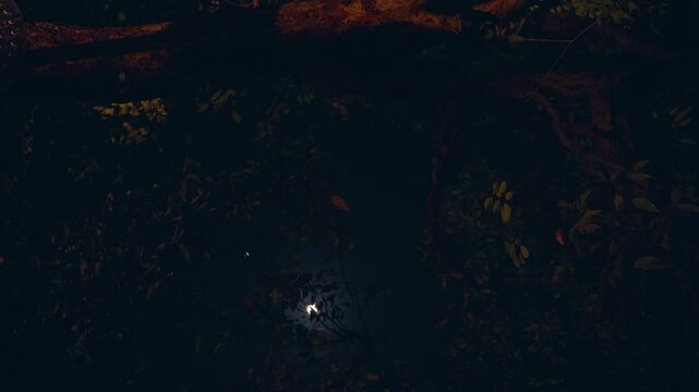 Moon barely visible deep inside dense forest with heavy shadow creating Hidden Nature and mysterious calm