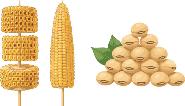 Grilled Corn on the Cob and Soybeans Food Vector Set Featuring Roasted Corn and Soybean Piles