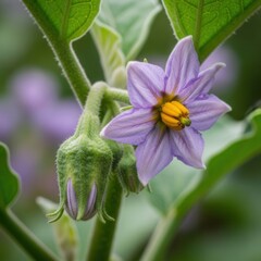 Obraz premium Delicate Purple Solanum Flower Blooms With Bud Macro Detail